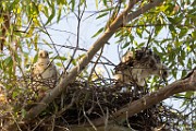 Peregrine Falcons