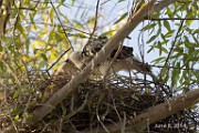 Peregrine Falcons