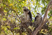 Peregrine Falcons