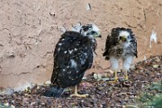Peregrine Falcons