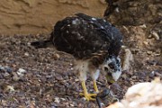 Peregrine Falcons