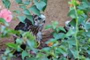 Peregrine Falcons