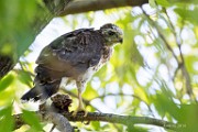 Peregrine Falcons