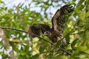 Peregrine Falcons