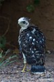Peregrine Falcons