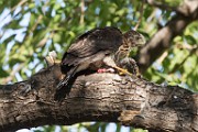 Peregrine Falcons