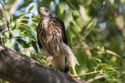Peregrine Falcons