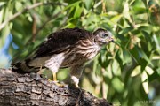 Peregrine Falcons