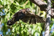 Peregrine Falcons