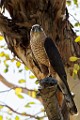 Peregrine Falcons