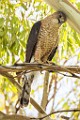 Peregrine Falcons