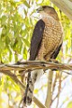 Peregrine Falcons