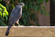 Peregrine Falcons