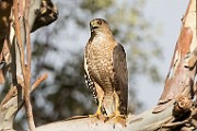 Peregrine Falcons