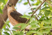 Peregrine Falcons