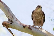 Peregrine Falcons
