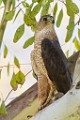 Peregrine Falcons