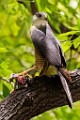 Peregrine Falcons