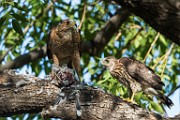 Peregrine Falcons