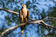Peregrine Falcons