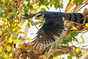 Peregrine Falcons