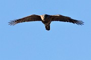 Peregrine Falcons