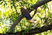Peregrine Falcons