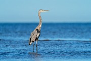 Sea of Cortez Shore Birds  Great Blue Heron : Great Blue Heron
