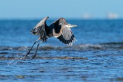 Sea of Cortez Shore Birds  Great Blue Heron : Great Blue Heron