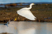 Sea of Cortez Shore Birds  Snowy Egret : Snowy Egret