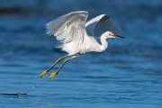 Sea of Cortez Shore Birds  Snowy Egret : Snowy Egret