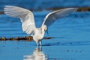 Sea of Cortez Shore Birds  Snowy Egret : Snowy Egret