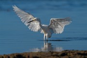 Sea of Cortez Shore Birds  Snowy Egret : Snowy Egret