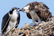 Sea of Cortez Workshop  Osprey : Osprey