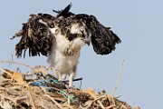 Sea of Cortez Workshop  Osprey : Osprey