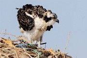 Sea of Cortez Workshop  Osprey : Osprey