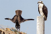 Sea of Cortez Workshop  Osprey : Osprey