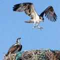 Sea of Cortez Workshop  Osprey : Osprey