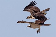 Sea of Cortez Workshop  Osprey : Osprey