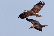 Sea of Cortez Workshop  Osprey : Osprey