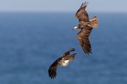 Sea of Cortez Workshop  Osprey : Osprey