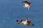 Sea of Cortez Workshop  Osprey : Osprey