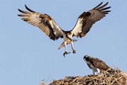 Sea of Cortez Workshop  Osprey : Osprey