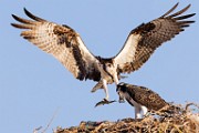Sea of Cortez Workshop  Osprey : Osprey