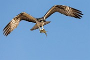 Sea of Cortez Workshop  Osprey : Osprey