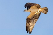 Sea of Cortez Workshop  Osprey : Osprey