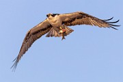 Sea of Cortez Workshop  Osprey : Osprey