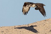 Sea of Cortez Workshop  Osprey : Osprey