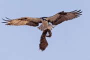 Sea of Cortez Workshop  Osprey : Osprey