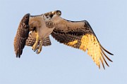 Sea of Cortez Workshop  Osprey : Osprey